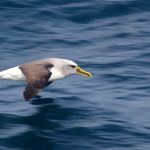 The Albatross | Photo Essay